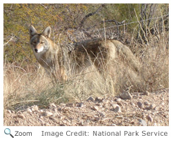 Coyote