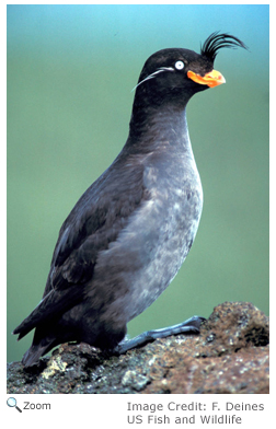 Crested Auklet