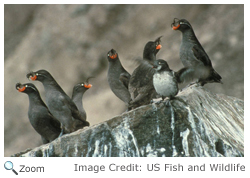 Crested Auklet