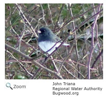 Dark-eyed Junco