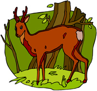 deer