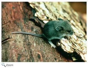 Deer Mouse