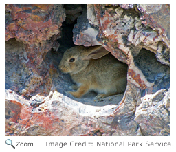 Desert Cottontail