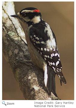 Downy Woodpecker