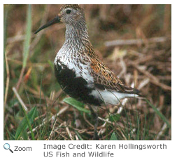 Dunlin