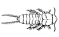 earwig