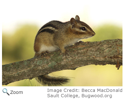 Eastern Chipmunk