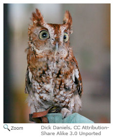 Screech Owl