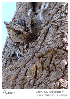 Screech Owl