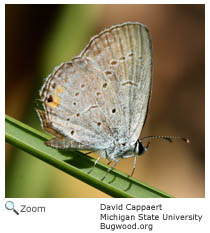 Eastern Tailed Blue