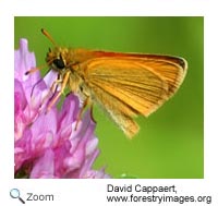 European Skipper