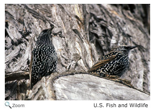 European Starling