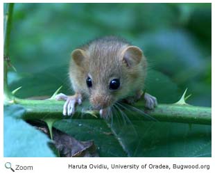 European Wood Mouse