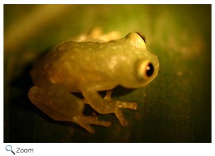 fleischman's glass frog