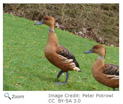 Fulvous Whistling Duck