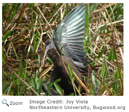 Glossy Ibis