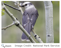 Gray Jay