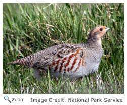 Gray Partridge