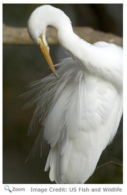 Great Egret