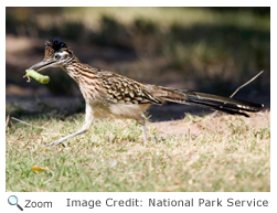 Greater Roadrunner