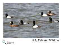 Greater Scaup