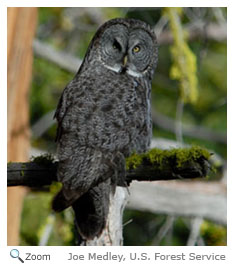 Great Gray Owl