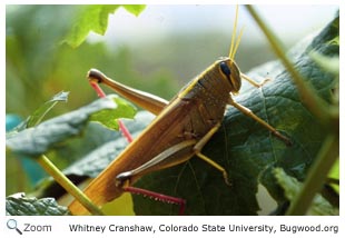 Green Bird Grasshopper