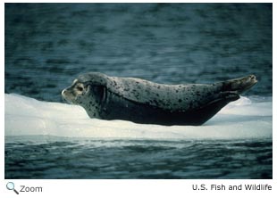 Harbor Seal