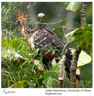 Hoatzin