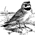 horned lark