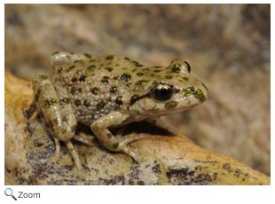 Iberian Parsley Frog