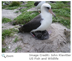 Laysan Albatross