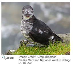 Least Auklet