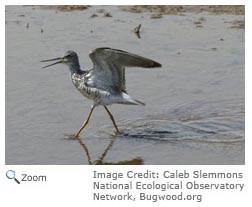 Lesser Yellowlegs