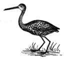 Limpkin