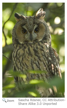 Long-eared Owl