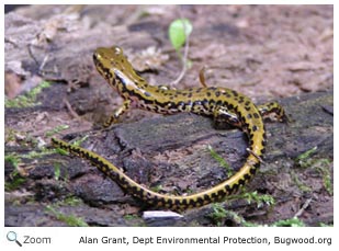 Longtail Salamander