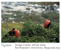 Magnificent Frigatebird