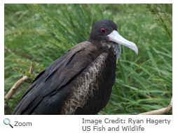 Magnificent Frigatebird