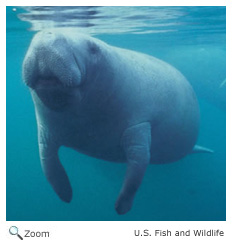 Manatee