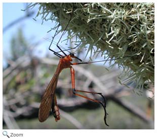 mecoptera