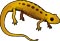 salamander