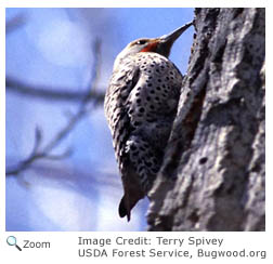 Northern Flicker