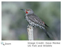 Northern Flicker