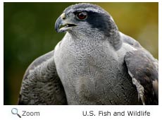 Northern Goshawk