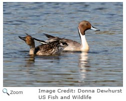 Northern Pintail