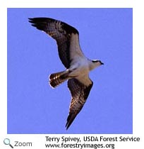 Osprey