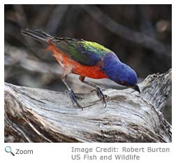 Painted Bunting