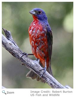 Painted Bunting