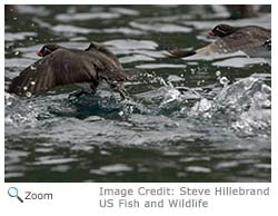 Parakeet Auklet